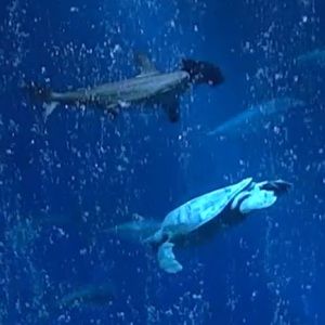 Meet your Posher, Marilene